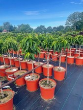 3 Nektarinen kräftig