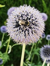 🌟 Samen von der Kugeldistel