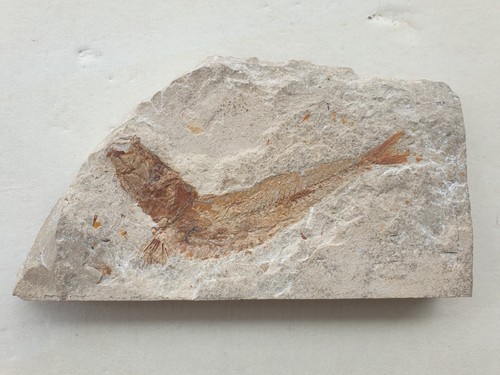 Traumhafter fossiler fisch - fossiler,