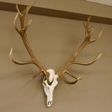 Rothirschgeweih unger. 18 ender Höhe 101 cm Stangen Hirschgeweih Hirsch 70.974