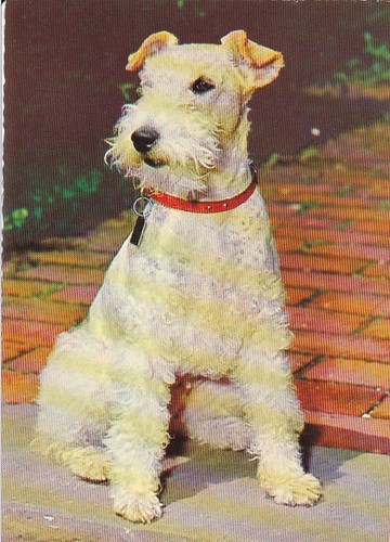 Fox terrier postkarte - fox,