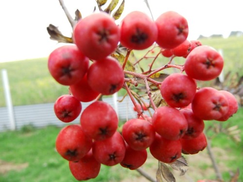 Essbare eberesche edulis - essbare,