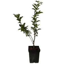 Wildapfel Holzapfel Apfel