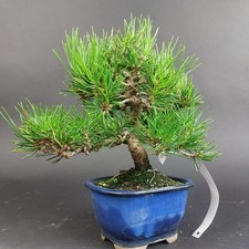 Bonsai - Schwarzkiefer, Pinus