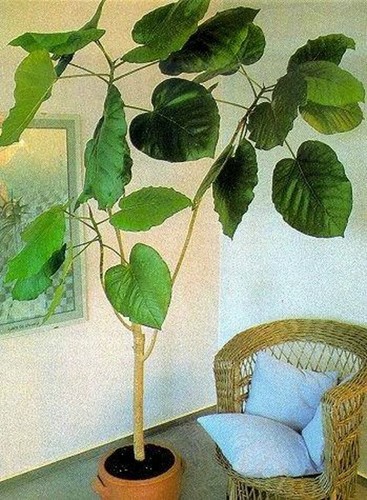Ficus auriculata stecklinge - auriculata,