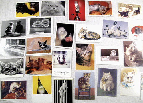 Katzen x postkarte - 25,