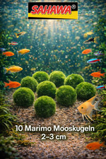10x Marimo Mooskugeln