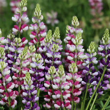 Lupine Mischung Lupinus