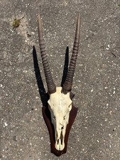 Afrika Trophäe Oryx Bulle