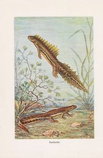 Bandmolch Ommatotriton ophryticus  Molch Amphibie  Salamander  Farbdruck 1912