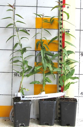 Prunus amygdalus echter - amygdalus,