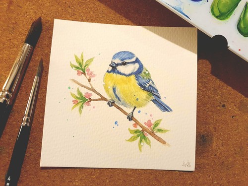 Aquarell blaumeise - aquarell,