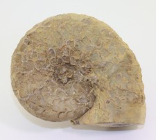 Ceratit, Ceratites praenodosus, Trias, Muschelkalk, Göttingen, Deutschland -L687