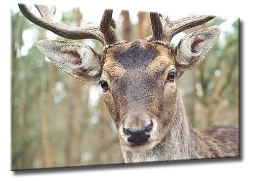 Leinwand bild leinwald - bild,