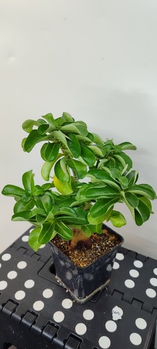 Adenium mini wustenrose - n4,