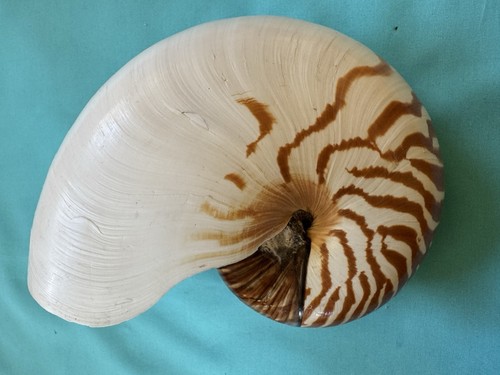 Große meeresmuschel nautilus - große,