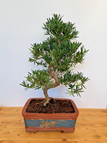 Bonsai zimmerbonsai steineibe - zimmerbonsai,