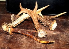 Rehgeweih vom Rehbock