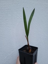 🌴 Jubaea chilensis