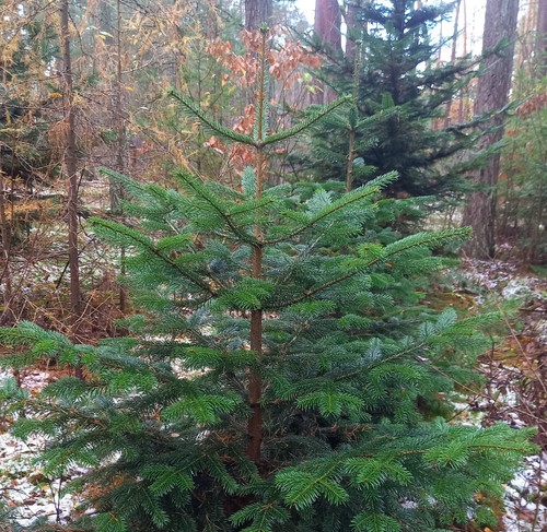 Weihnachtsbaum nordmanntanne - weihnachtsbaum,
