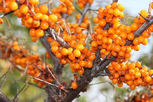 Friesdorfer orange - friesdorfer,