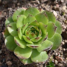 Sempervivum, Dachwurz, Sorte "Seven of Nine", 4 Tochterrosetten