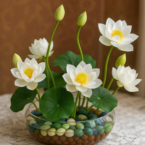 Weiße lotussamen nelumbo - 10,