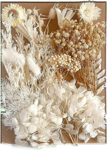 Getrocknete blumen - getrocknete,