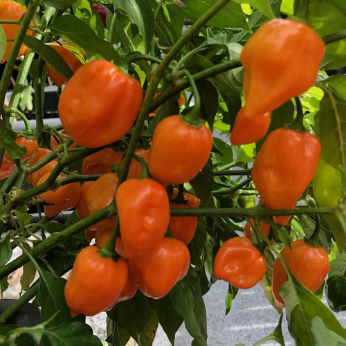 Habanero mexican orange - habanero,