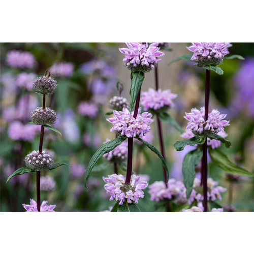 Phlomis tuberosa - ,