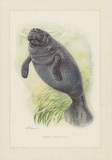 Karibik-Manati Trichechus manatus Rundschwanzseekuh Seekuh  Farbdruck 1958