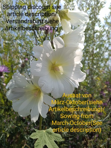 Weiße stockrose alcea - weiße, stockrose,