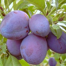 Graf Althans Reneklode Reneklodenbaum Pflaumenbaum Buschbaum Halbstamm Hochstamm