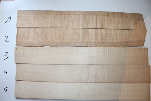 Riegelahorn tiger maple - riegelahorn,