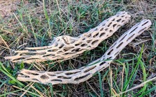 Vuka Holz 18 - 20 cm Cholla