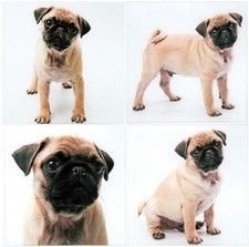 Mops Bild Druck auf Glas versch Motive zur Auswahl Hund Möpse Welpen 30x30cm