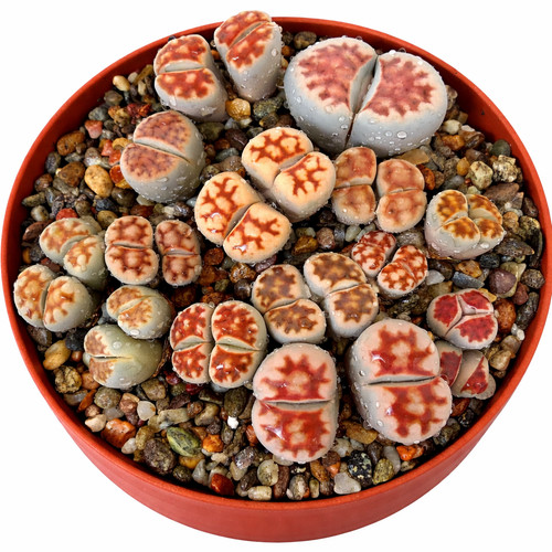 Lithops karasmontana red tops - red,