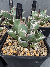 Agave titanota cv. dwarf