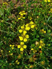 500 Samen Blutwurz - Potentilla erecta Färberpflanze Rotwurz Tormentill