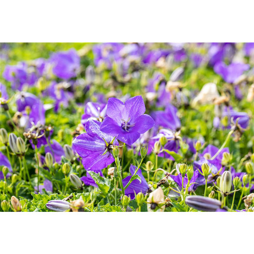Campanula carp blaue clips - campanula,