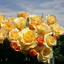 Sunny Sky Rose 1.5 Gal Pot