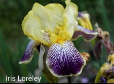 2x Schwertlilie - Iris Bartiris  Loreley 
