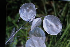 5 Samen Silberblatt,Lunaria annua #590