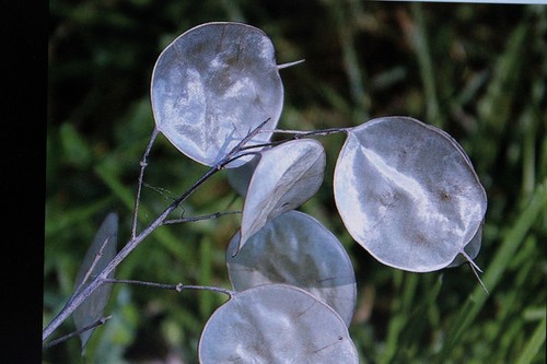 Samen silberblatt lunaria - 5,