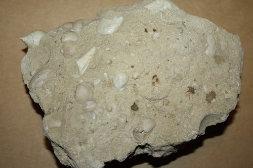 Fossilien schnecken und - schnecken,