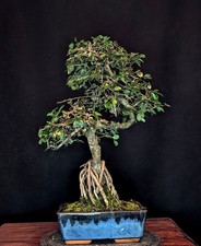 BONSAI CHINESISCHE ULME ULMUS PARVIFOLIA INDOOR BAUM PFLEGELEICHT !!!