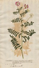 Kronwicke Coronilla Wicke vetch Naturselbstdruck nature printing Kniphof 1757