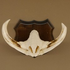 Warzenschwein Waffen Hauer max.9,5 - 18,5 cm Keiler Gewaff Afrika Trophäenschild