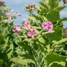 SAMEN wahnsinnig schön Virginia-Tabak die trockenen Blätter kann man rauchen.