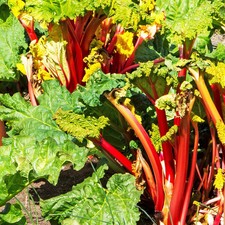 Immertragender Kölle Bio